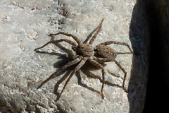 Pardosa nebulosa