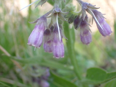 Symphytum officinale