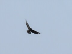 Buteo buteo buteo