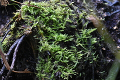 Amblystegium serpens