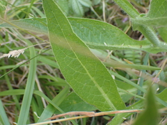 Symphytum officinale