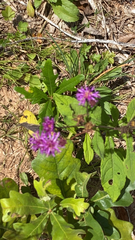 Vernonia missurica