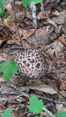 Strobilomyces confusus