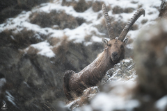 Capra ibex
