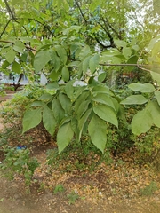 Fraxinus excelsior