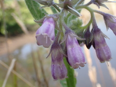 Symphytum officinale