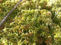 Sphagnum angustifolium