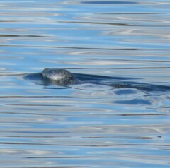 Phoca vitulina vitulina