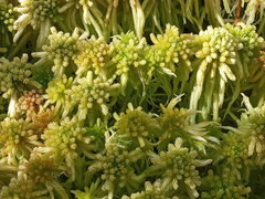 Sphagnum angustifolium