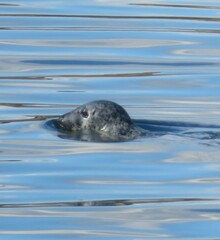 Phoca vitulina vitulina