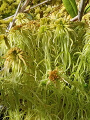 Sphagnum angustifolium
