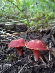 Hygrocybe coccinea