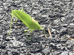 Amblycorypha