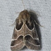 Schinia rivulosa - Photo (c) Andy Reago & Chrissy McClarren,  זכויות יוצרים חלקיות (CC BY)