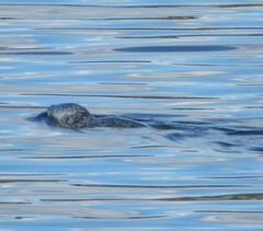 Phoca vitulina vitulina