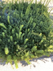 Taxus baccata