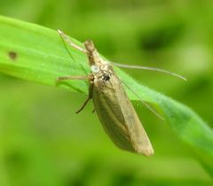 Crambus perlella