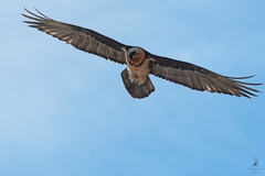 Gypaetus barbatus