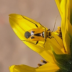 Neocapsus