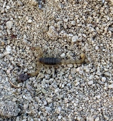 Paruroctonus silvestrii