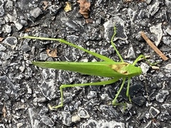Amblycorypha