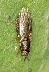 Stratiomyidae
