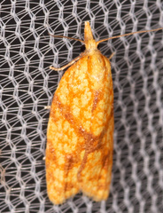 Sparganothis sulfureana