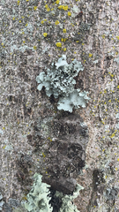 Parmotrema hypotropum