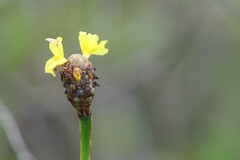 Xyris fimbriata