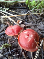 Hygrocybe coccinea