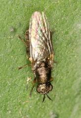 Stratiomyidae