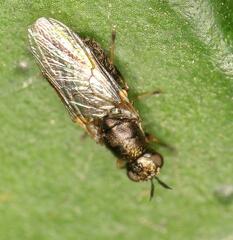 Stratiomyidae