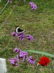 Limenitis arthemis rubrofasciata