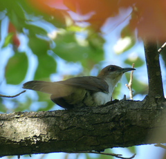 Coccyzus erythropthalmus