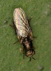 Stratiomyidae