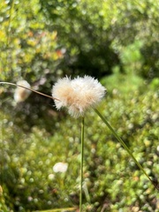 Eriophorum