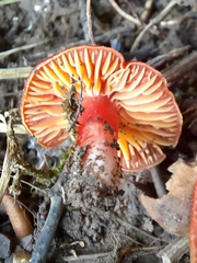 Hygrocybe coccinea