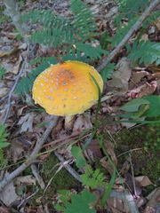 Amanita