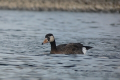 Anser anser × Branta canadensis