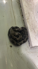 Pantherophis spiloides