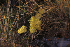 Dracocephalum grandiflorum