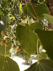 Tilia