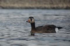 Anser anser × Branta canadensis