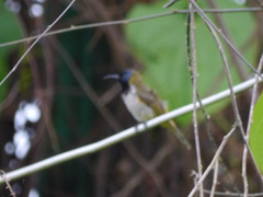 Anabathmis reichenbachii