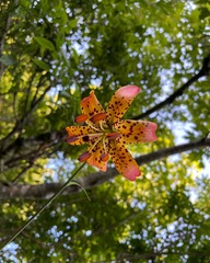 Lilium michauxii