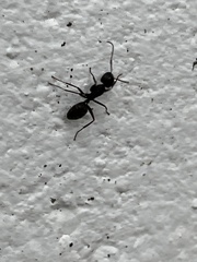 Camponotus pennsylvanicus