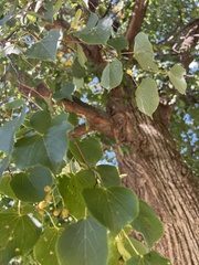Tilia
