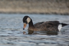 Anser anser × Branta canadensis