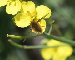 Bombyliini