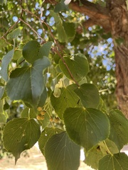 Tilia